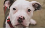 Give me a puppy