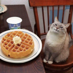 funny kitty land Group Thumbnail