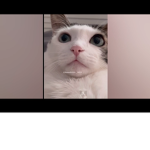 Cat clup x