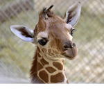 The Amazing Giraffes