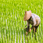 Rice Farmers [AoT:R]