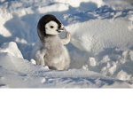 .Penguins.