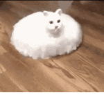 RoombaCat Studio