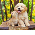 ❤️ Dogs And Cats ❤️