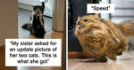 Cat/Kitten Owners Only!!!
