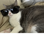 The cat raiders