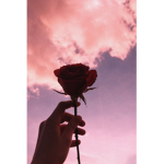 Aesthetic_ Blossoms