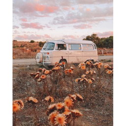 🌻