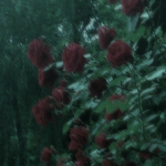 ~WƗŁŦɆĐ FŁØWɆɌS