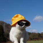 gatos ashtetic
