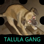Talula Gang