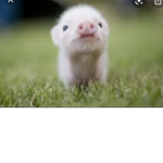 Pigs like pigs