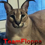 TeamFloppa