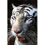 SNOW TIGERS RULE