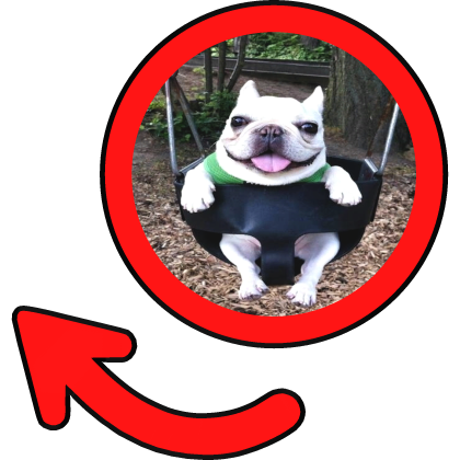 Silly Swinging Dog Meme Circle