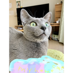 my home cat