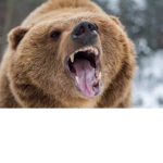 BeartasticBro's Team