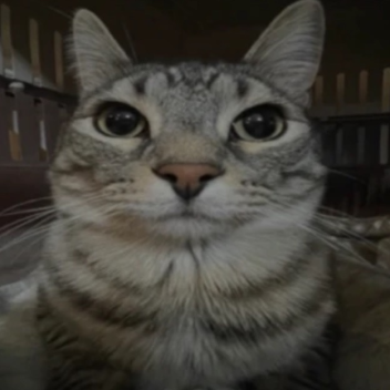 stare at a green screen