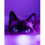Midnight neko's