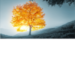 Hello guys good morning
