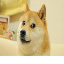 Doge Battles