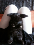 ‘ bunnii