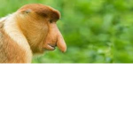 monkeymoo2712 fan group