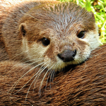 The Otter Show