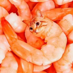 shrimp farmers association squad productions