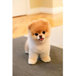 PuppyGamingTR