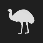 The EMU Company