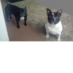 The dog group if u love dogs come and join