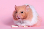 Cute hamster love