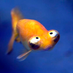 So many fishes!