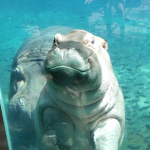 Hippo empire ~ SW:BH