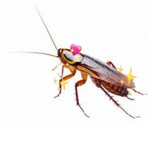 Cockroach Gang