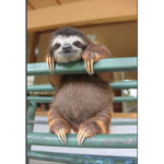 Galaxy sloth team