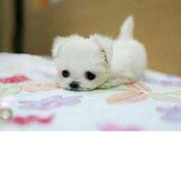 Doge