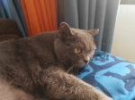 Mewing 69