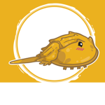 Horseshoe crab