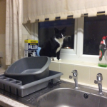 Da kitty kingdom