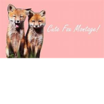 fox's club!