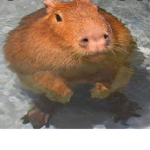 _Capybara_