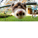 Sloths Are Epic