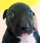 DOGGY_'S