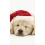 Puppy/dog group animals for Ever