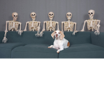 The Phobia