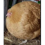 Da fat chicken