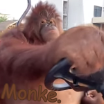 Project Monke.