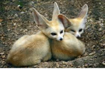 Silver Fox Squad